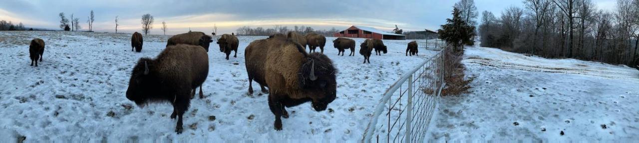Amish Made Cedar Cabin With A Loft On A Buffalo Farm Close To The Buffalo River Marshall Ngoại thất bức ảnh